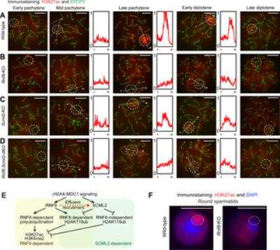 Immunocytochemistry/ Immunofluorescence: SCP3/SYCP3 Antibody [NB300-231]