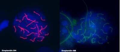 Immunocytochemistry/ Immunofluorescence: SCP3/SYCP3 Antibody [NB300-231]