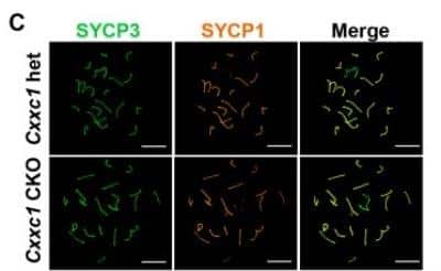 Immunocytochemistry/ Immunofluorescence: SCP3/SYCP3 Antibody [NB300-231]