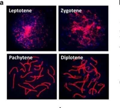 Immunocytochemistry/ Immunofluorescence: SCP3/SYCP3 Antibody - BSA Free [NB300-232]