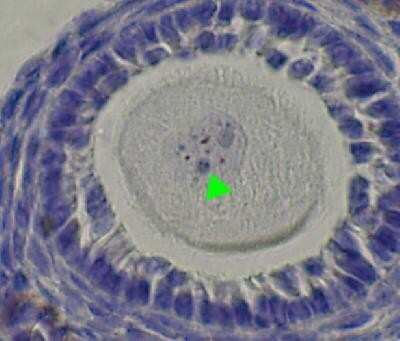 Immunohistochemistry: SCP3/SYCP3 Antibody [NB300-231]