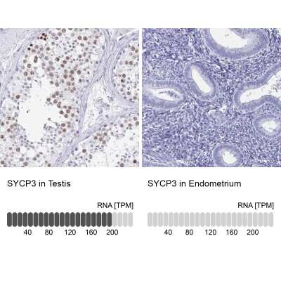 Immunohistochemistry-Paraffin: SCP3/SYCP3 Antibody [NBP2-48713]