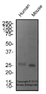 Western Blot: SCP3/SYCP3 AntibodyBSA Free [NBP2-78133]