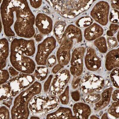 Immunohistochemistry-Paraffin: SCRN2 Antibody [NBP1-85994]