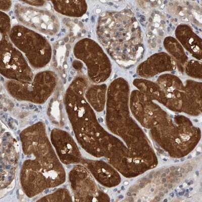 Immunohistochemistry-Paraffin: SCRN2 Antibody [NBP1-86419]