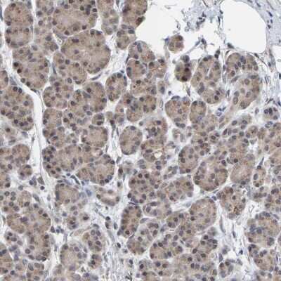 Immunohistochemistry-Paraffin: SCRN2 Antibody [NBP1-86419]