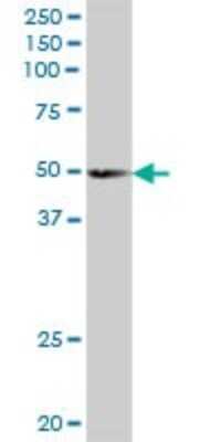 Western Blot: SCRN2 Antibody [H00090507-B01P]