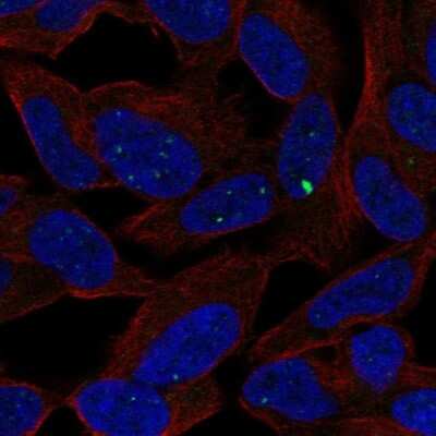 Immunocytochemistry/ Immunofluorescence: SCRT1 Antibody [NBP1-92369]