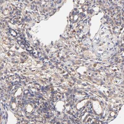 Immunohistochemistry-Paraffin: SCUBE1 Antibody [NBP1-86522]