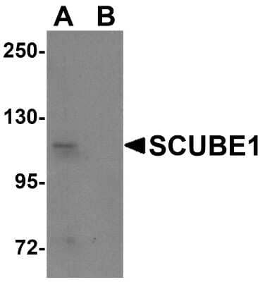 Western Blot: SCUBE1 AntibodyBSA Free [NBP1-77185]