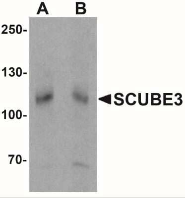 Western Blot: SCUBE3 AntibodyBSA Free [NBP2-41186]