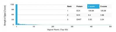 Protein Array: SCX Antibody (PCRP-SCXA-2D11) [NBP3-07598]