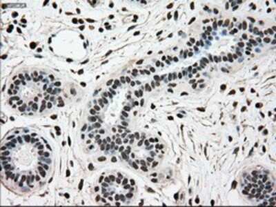 Immunohistochemistry-Paraffin: SCY1 like 3 Antibody (OTI1A5) [NBP1-47956]