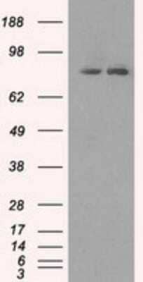 Western Blot: SCY1 like 3 Antibody (OTI1A5) [NBP1-47956]