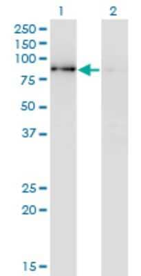 Western Blot: SCY1 like 3 Antibody (3D3) [H00057147-M01]