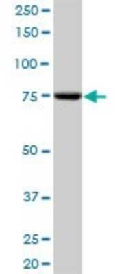 Western Blot: SCY1 like 3 Antibody [H00057147-B01P]