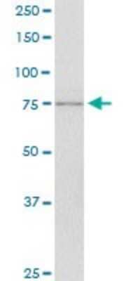 Western Blot: SCYL1 Antibody (2E5) [H00057410-M02]