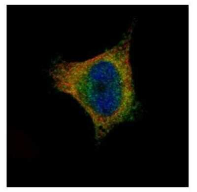 Immunocytochemistry/ Immunofluorescence: SCYL1 Antibody [NBP1-33054]