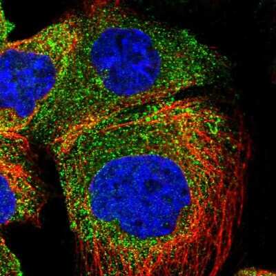 Immunocytochemistry/ Immunofluorescence: SCYL1 Antibody [NBP1-83365]