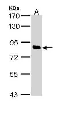 Western Blot: SCYL1 Antibody [NBP1-33054]