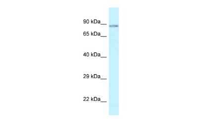 Western Blot: SCYL1 Antibody [NBP2-88225]