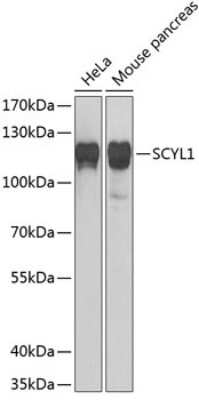 Western Blot: SCYL1 AntibodyBSA Free [NBP2-94120]