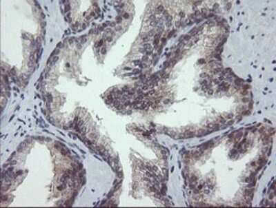 Immunohistochemistry: SCYL1BP1 Antibody (OTI4F11) [NBP2-45912]