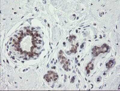 Immunohistochemistry: SCYL1BP1 Antibody (OTI4F11) [NBP2-45912]