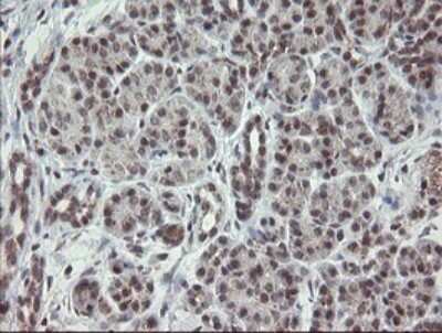 Immunohistochemistry: SCYL1BP1 Antibody (OTI4F11) [NBP2-45912]