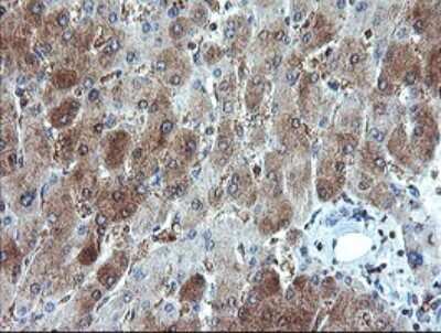 Immunohistochemistry: SCYL1BP1 Antibody (OTI4F11) [NBP2-45912]