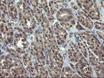 Immunohistochemistry: SCYL1BP1 Antibody (OTI4F11) [NBP2-45912]
