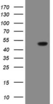 Western Blot: SCYL1BP1 Antibody (OTI4F11)Azide and BSA Free [NBP2-74029]