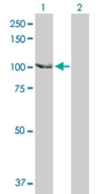 Western Blot: SCYL2 Antibody [H00055681-D01P]