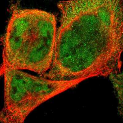 Immunocytochemistry/ Immunofluorescence: SDCG1 Antibody [NBP1-87924]