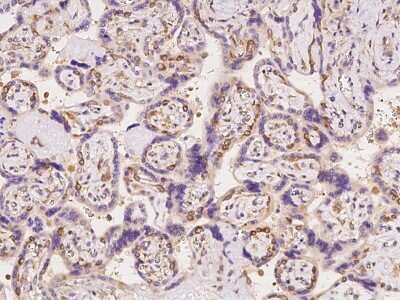 Immunohistochemistry-Paraffin: SDCG1 Antibody [NBP2-98083]