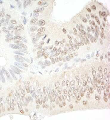 Immunohistochemistry: SDE2 Antibody [NBP1-19139]