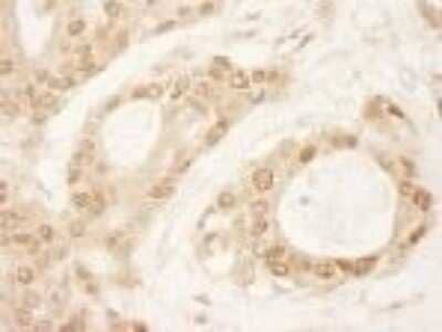 Immunohistochemistry-Paraffin: SDE2 Antibody [NBP1-19139]