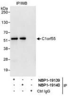 Immunoprecipitation: SDE2 Antibody [NBP1-19139]