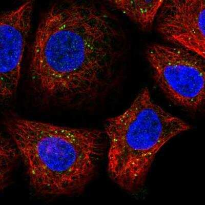 Immunocytochemistry/ Immunofluorescence: SDF2 Antibody [NBP1-86211]