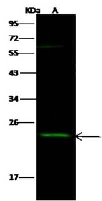 Western Blot: SDF2 Antibody [NBP2-98245]