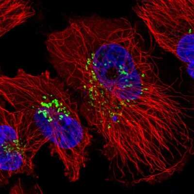 Immunocytochemistry/ Immunofluorescence: SDF4 Antibody [NBP2-47284]