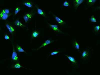 Immunocytochemistry/ Immunofluorescence: SDF4 Antibody [NBP2-98650]