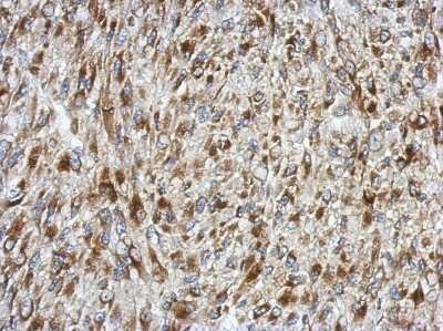 Immunohistochemistry-Paraffin: SDF4 Antibody [NBP2-20276]