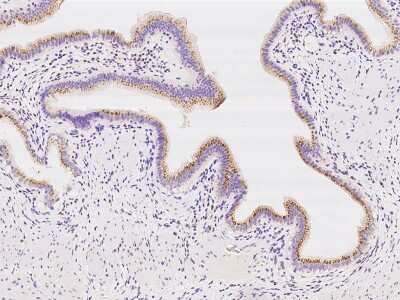 Immunohistochemistry-Paraffin: SDF4 Antibody [NBP2-98650]
