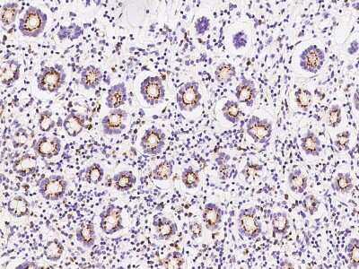 Immunohistochemistry-Paraffin: SDF4 Antibody [NBP2-98650]