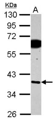 Western Blot: SDF4 Antibody [NBP2-20276]