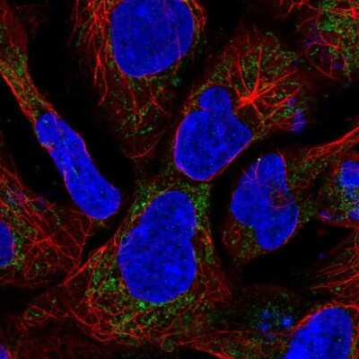 Immunocytochemistry/ Immunofluorescence: SDH Assembly Factor 1 Antibody [NBP2-57573]