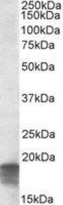 Western Blot: SDH Assembly Factor 1 Antibody [NBP2-29339]