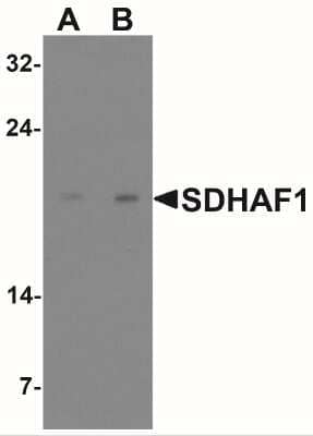 Western Blot: SDH Assembly Factor 1 AntibodyBSA Free [NBP2-41176]