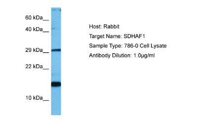 Western Blot: SDH Assembly Factor 1 Antibody [NBP2-88226]